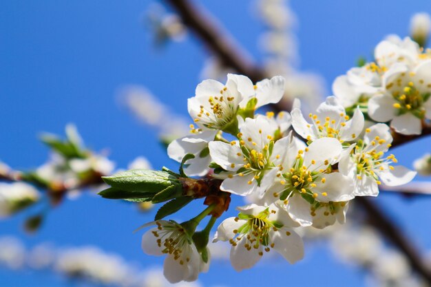 Schöne weiße Blüten der Pflaume im Frühjahr gegen blauen Himmel