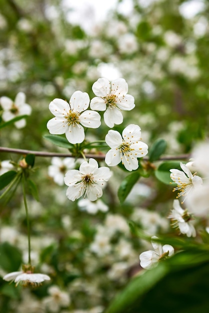 Schöne weiße Blüten des Apfelbaums Bokeh Grüner natürlicher Hintergrund Romantischer Hintergrund Schön