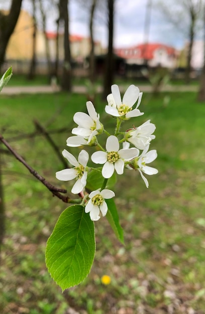 Foto schöne weiße blüten und grüne blätter