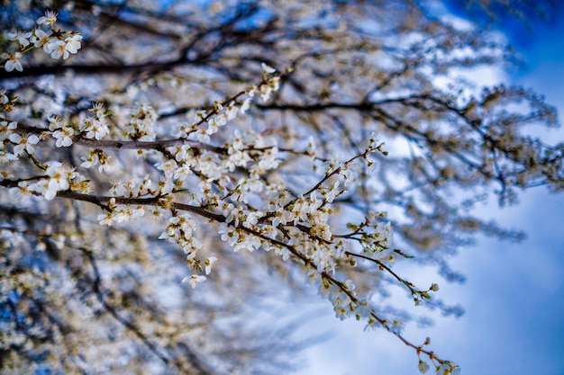 Schöne weiße Blüten von Obstbaum vor blauem Himmelshintergrund am sonnigen Frühlingstag Frühling backgro