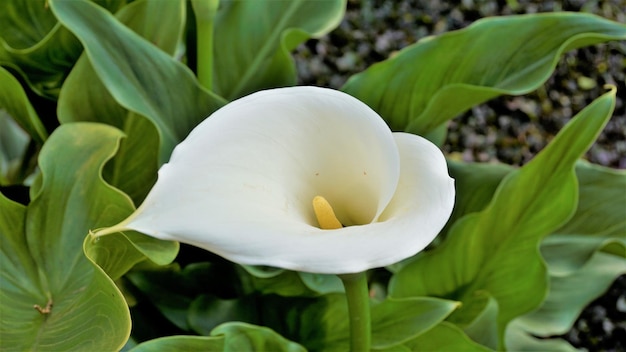 Schöne weiße Blüten von Zantedeschia aethiopica, auch bekannt als Calla-Lilie