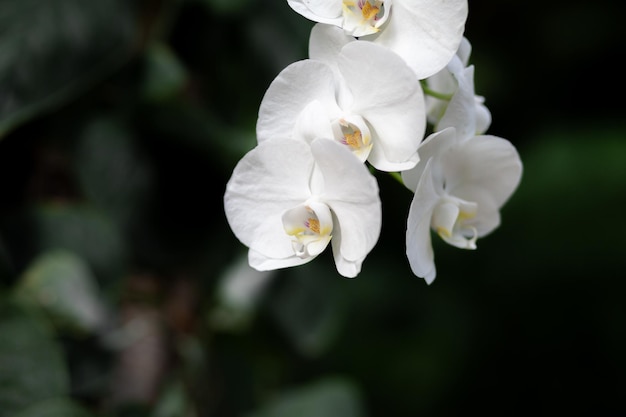 Schöne weiße Blütenblätter einer Orchideenblüte auf dunklem Hintergrund in einem Gewächshaus Growing orchid