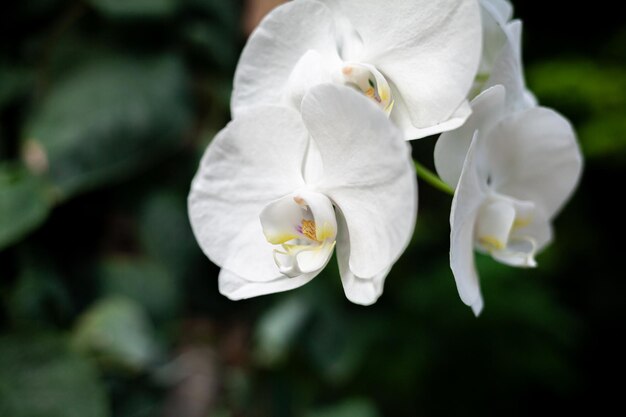 Schöne weiße Blütenblätter einer Orchideenblüte auf dunklem Hintergrund in einem Gewächshaus Wachsende Orchideenblüte