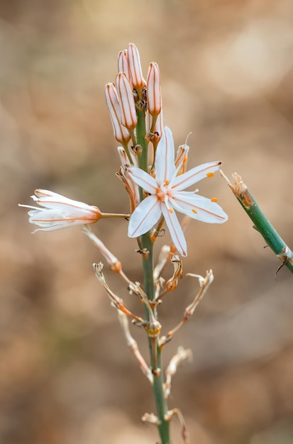 Schöne weiße Blume auf braunem Hintergrund