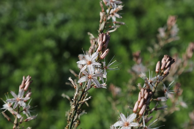 schöne weiße Blume unter dem Tageslicht der Sommersaison