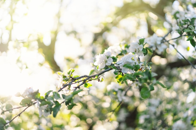 Schöne weiße Blumen auf einem Ast eines Apfelbaums vor dem Hintergrund eines verschwommenen Gartens Apple Tree Blossom Spring Background