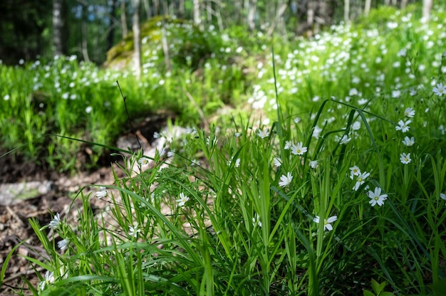 Schöne weiße Blumen, die im Gras nahe dem Waldweg blühen