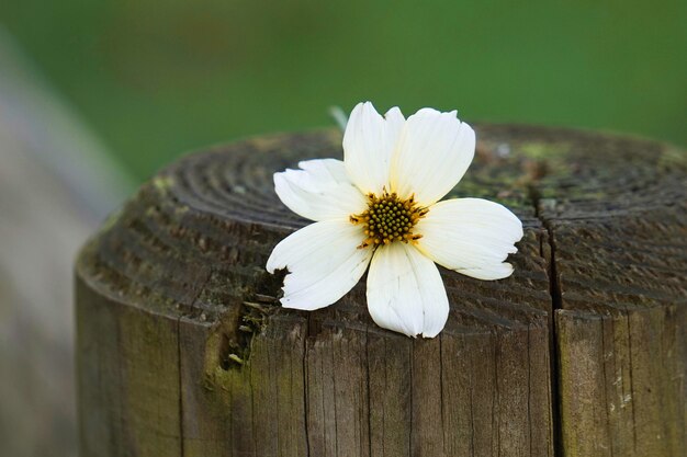 schöne weiße Blumen im Garten in der Natur