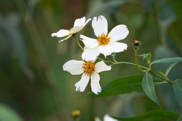 schöne weiße Blumen im Garten in der Natur