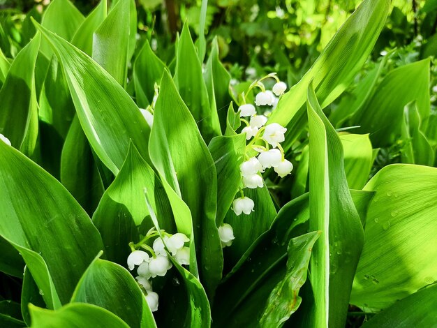 Schöne weiße Blumen Maiglöckchen im regnerischen Garten Maiglöckchen weiße kleine duftende Blüten in grünen Blättern Convallaria majalis blühende Waldpflanze