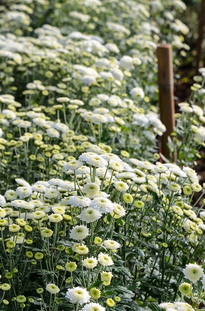 Schöne weiße Blumen von Chrysanthemum Morifolium in Feldplantage, Blumengarten Landwirtschaft im Gewächshaus auf dem Berg Doi Inthanon, Chiang Mai, Landwirtschaft in Thailand