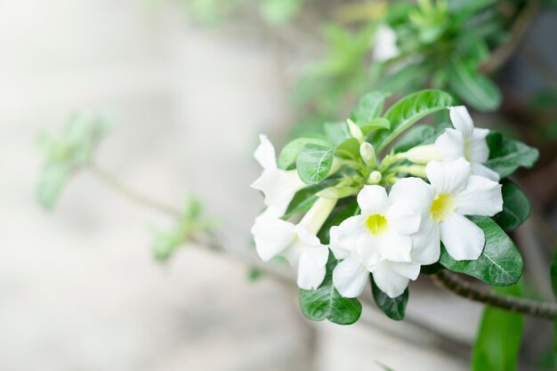 schöne weiße Blumen