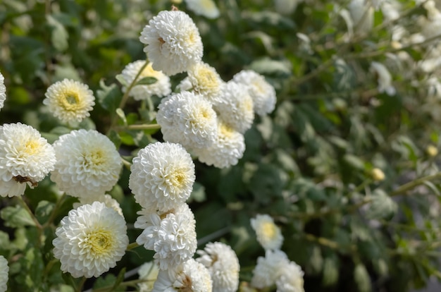 Schöne weiße Chrysanthemenfarm in der Gemeinde Tongluo, Landkreis Miaoli, Taiwan