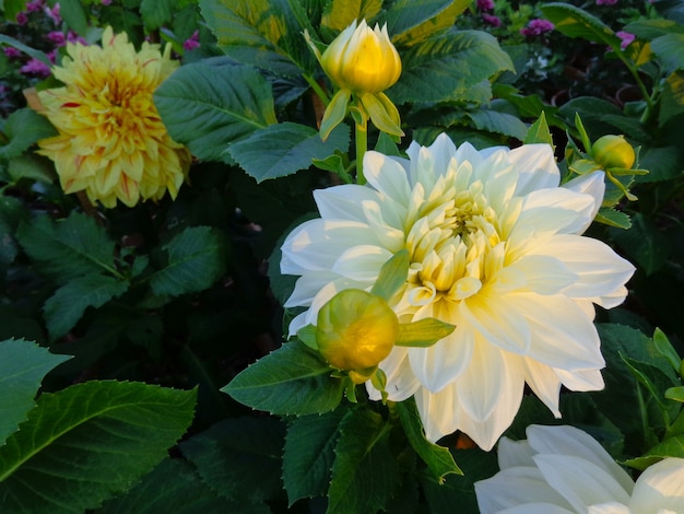 Foto schöne weiße dahlie im garten