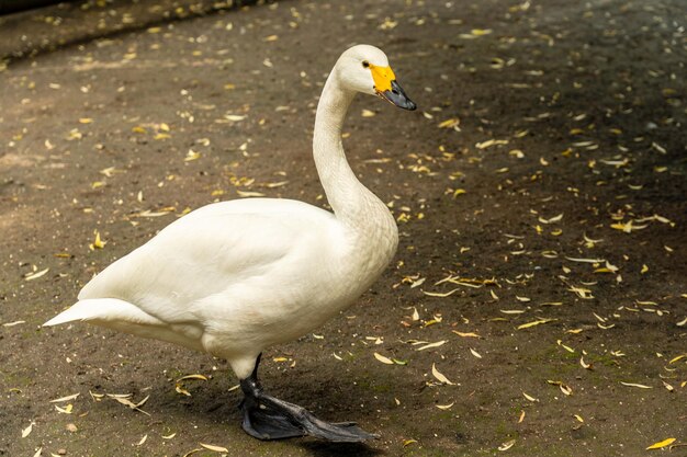 Schöne weiße Ente im nationalen Zoo