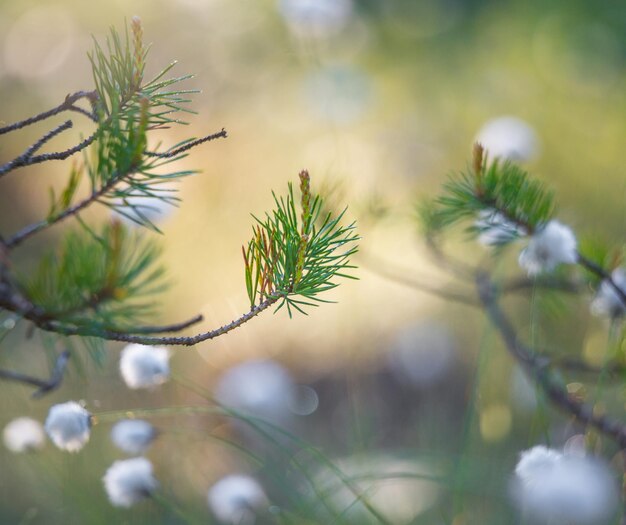 Schöne weiße, flauschige Baumwollgrasköpfe im Sumpf während der Frühlingsblüte