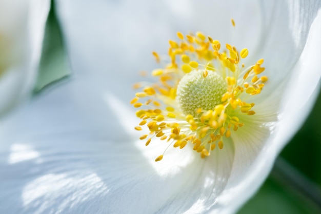 Schöne weiße Frühlingsblume
