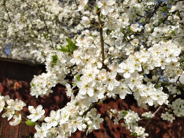 Schöne weiße Frühlingsblumen Üppig blühende Kirschen Aprikosen Pflaumen Frühlingsfest Japanische Tradition Grußkartenlayout oder Blumenhintergrund Zarte Blütenblätter mit Stößeln und Staubgefäßen