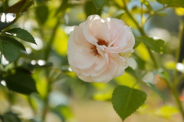 Schöne weiße Gartenrose Fantasienatur verträumte Landschaft Großer Busch aus weißen Rosen auf dem Hintergrund der Natur Nahaufnahme