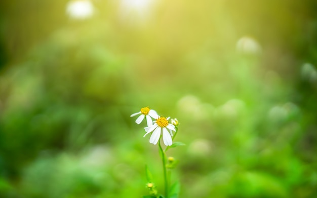 Schöne weiße Grasblumenblüte in einem Garten, bunter Mehrfarbenhintergrund.