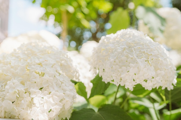 Schöne weiße Hydrangea macrophylla im Garten