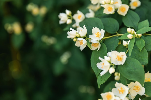 Schöne weiße Jasminblüte blüht im Frühlingshintergrund mit blühendem Jasminbusch inspira