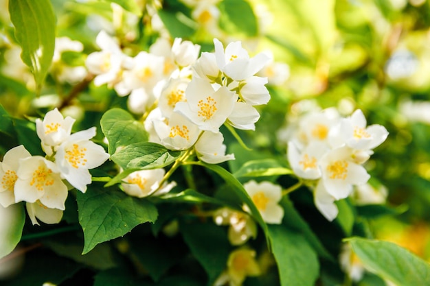 Schöne weiße Jasminblüte blüht im Frühlingszeithintergrund mit blühendem Jasminbusch inspira...