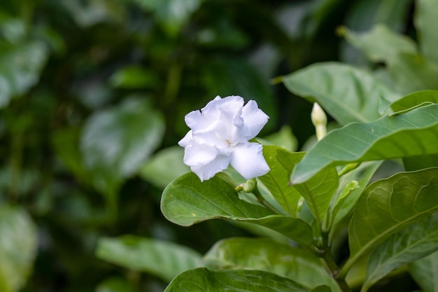 Schöne weiße Jasminblüte hautnah im Garten mit Kopierraum