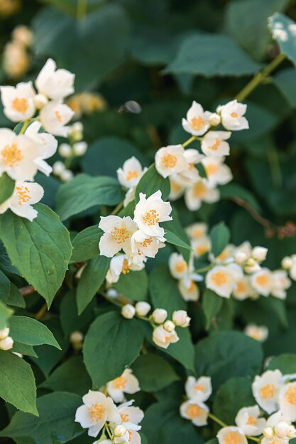 Schöne weiße Jasminblüten im Frühling Hintergrund mit blühendem Jasminstrauch Inspirierende natürliche florale Frühlingsblüher Garten oder Park Blumenkunstdesign Aromatherapie-Konzept