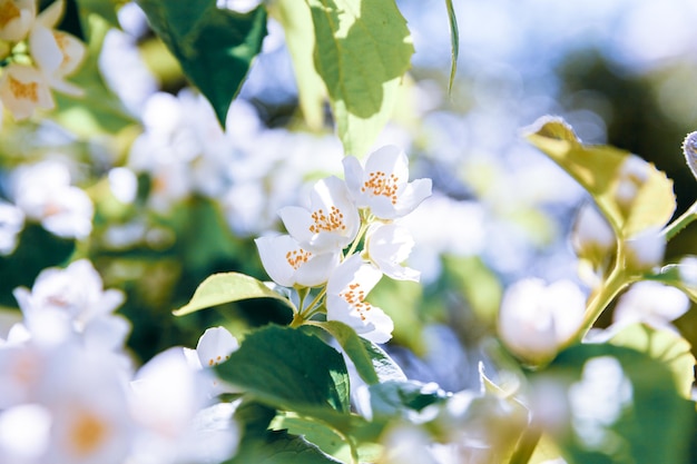 Schöne weiße Jasminblüten im Frühling Hintergrund mit blühendem Jasminstrauch Inspirierende natürliche florale Frühlingsblüher Garten oder Park Blumenkunstdesign Aromatherapie-Konzept