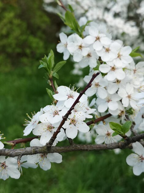 Schöne weiße Kirschblüten aus nächster Nähe