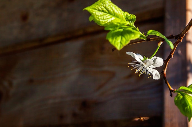 Schöne weiße Kirschblüten-Kirschblüte blüht im Frühlingszeithintergrund mit blühendem Kirschbaum i...