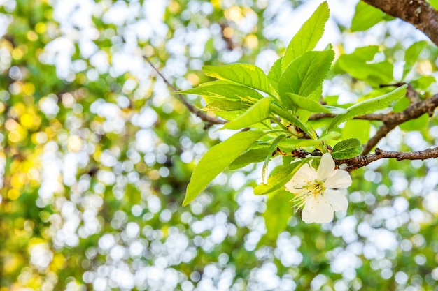 Schöne weiße Kirschblüten-Kirschblüte blüht im Frühlingszeithintergrund mit blühendem Kirschbaum i...