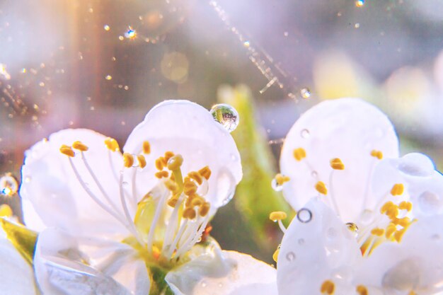 Schöne weiße Kirschblüten-Sakura blüht Makro nah oben im Frühling. Inspirierender blühender Blumengarten oder -park. Blumenkunstdesign.