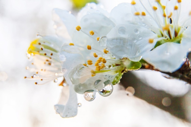 Schöne weiße Kirschblüten-Sakura-Blumen