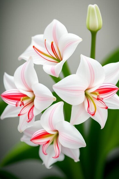 Schöne weiße Lilienblüten Feld Blütenblüte Hintergrund