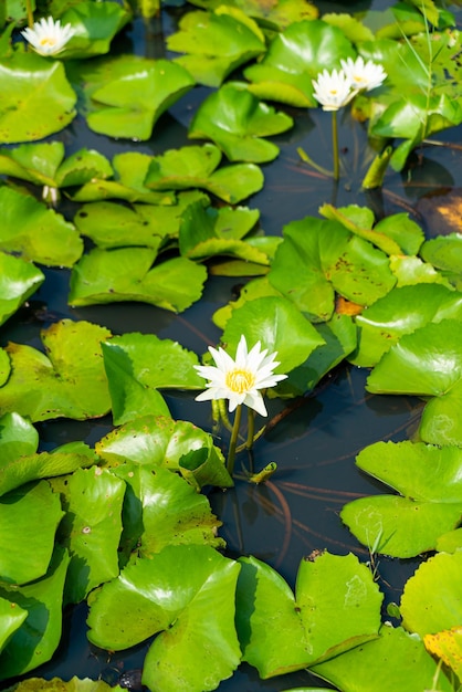 schöne weiße Lotusblume im Lotusteich