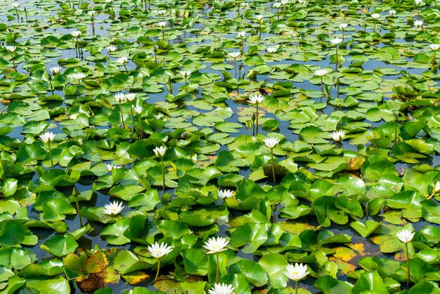 schöne weiße Lotusblume im Lotusteich