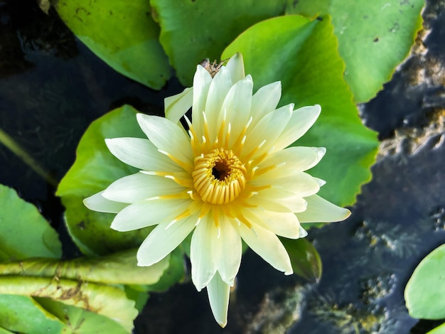 Schöne weiße Lotusblumen, die in einem Topf blühen