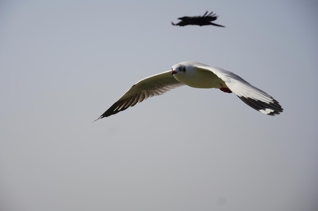 Foto schöne weiße möwen, die im himmel fliegen, chilika-see