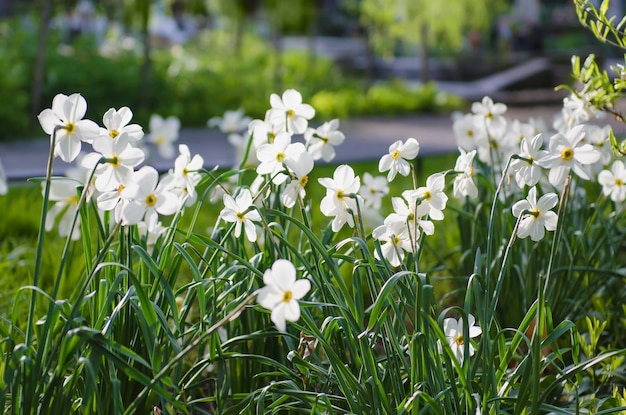 Schöne weiße Narzissen im grünen Gras, Frühlingsblumenhintergrund