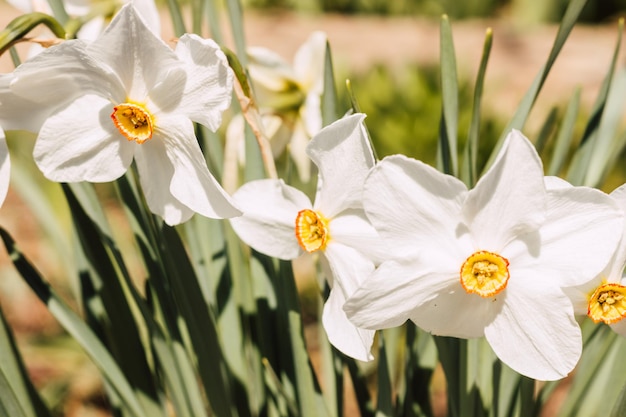 Schöne weiße Narzissen wachsen bei sonnigem Wetter in einem Blumenbeet