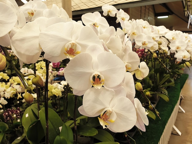 Schöne weiße Orchideenblüte im Garten