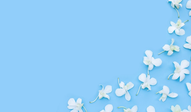 Schöne weiße Orchideenblüten auf blauem Hintergrund.