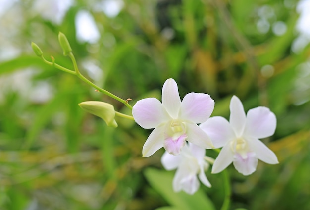 Schöne weiße Orchideenblume auf grünem Blatthintergrund