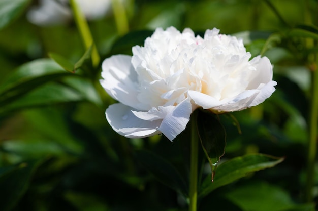 Schöne weiße Pfingstrose, die im Sommer im Garten blüht