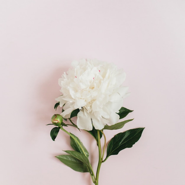 Schöne weiße Pfingstrosenblume auf Rosa