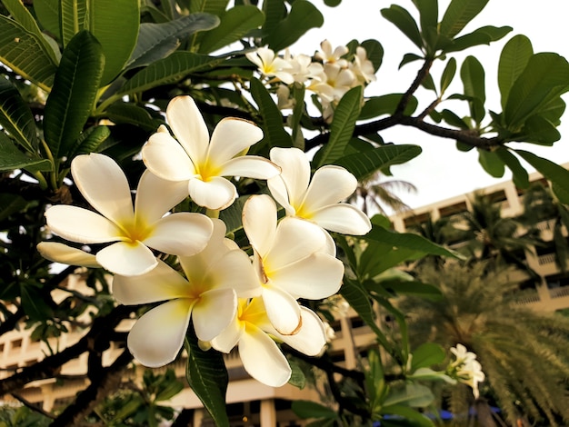 Schöne weiße Plumeriablumen im Garten