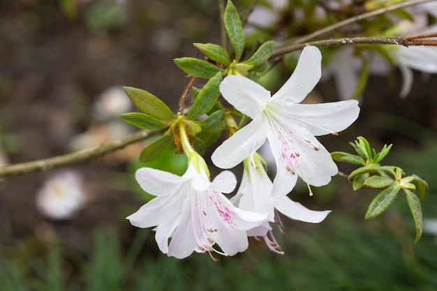 Schöne weiße Rhododendron-Blume, selektiver Fokus, verschwommener Hintergrund. Detailansicht zum wunderschönen blühenden weißen Rhododendron