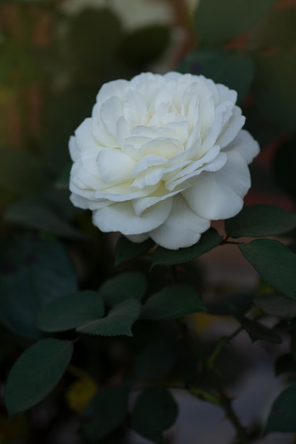 Schöne weiße Rose Große weiße Rosen im Garten Schneeweiße Rose